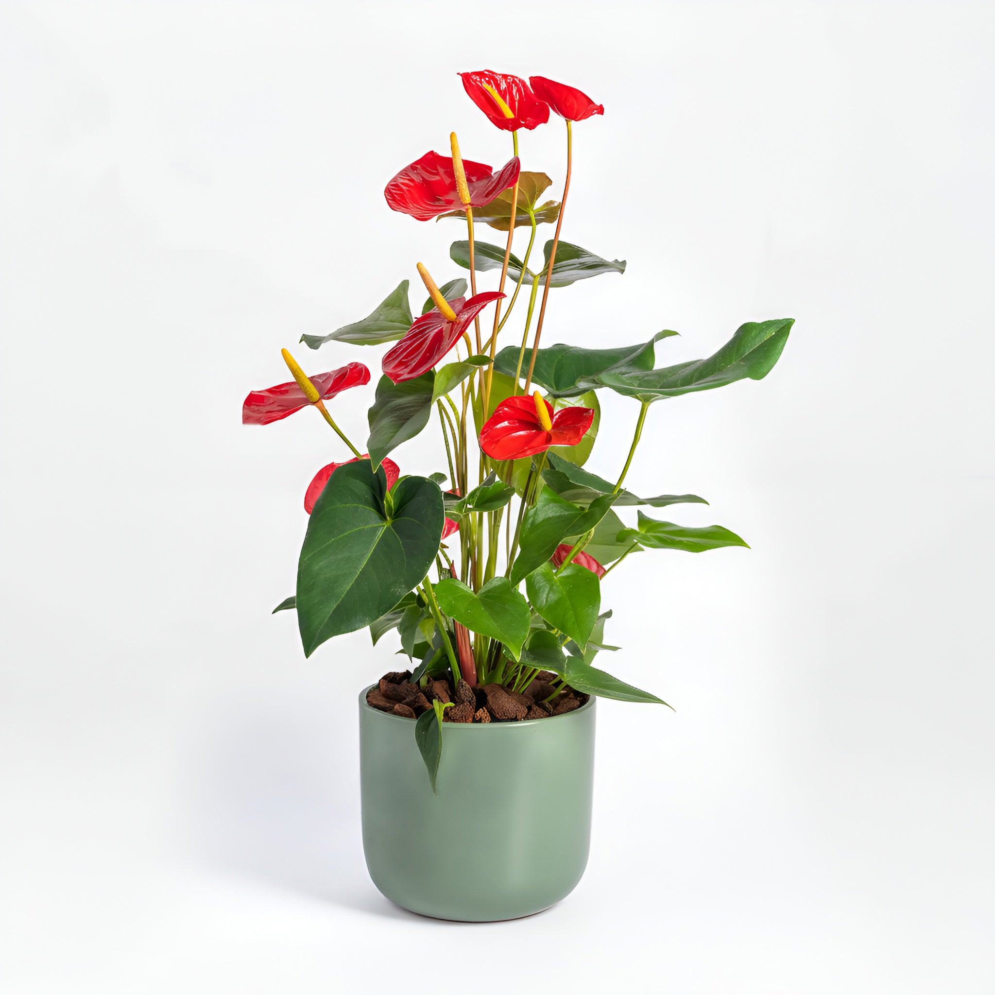 anthurium exotica Bold Affection – Exotica UAE