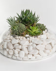 Succulents Bowl