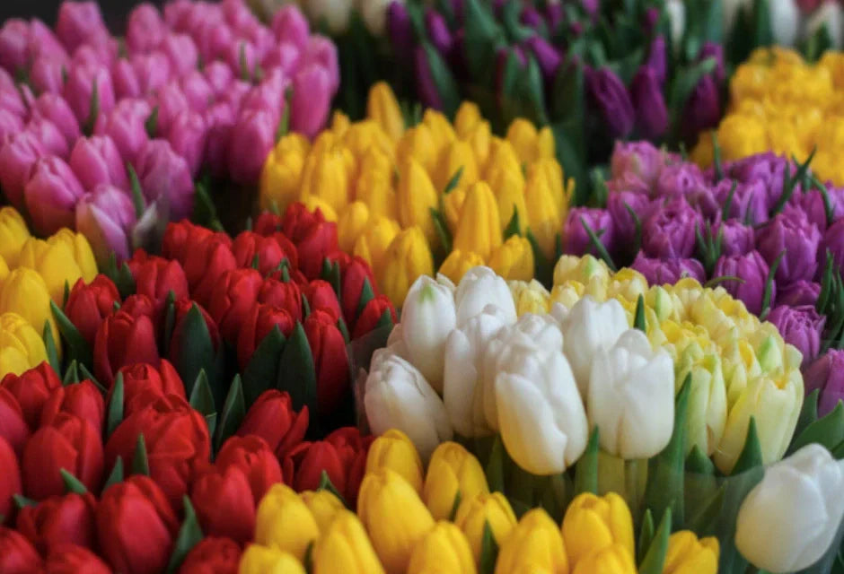 2026 Floral Trends: Colours, Styles & Bouquets Set to Dominate