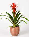 "Scarlet star red flower arrangement"