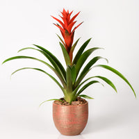 "Scarlet star red flower arrangement"