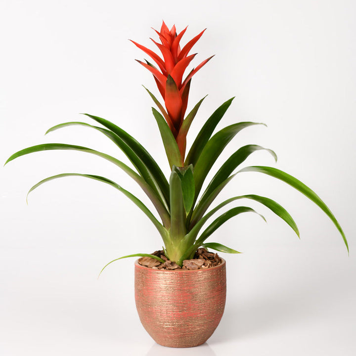 "Scarlet star red flower arrangement"