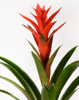 "Scarlet star red flower arrangement"