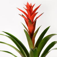 "Scarlet star red flower arrangement"