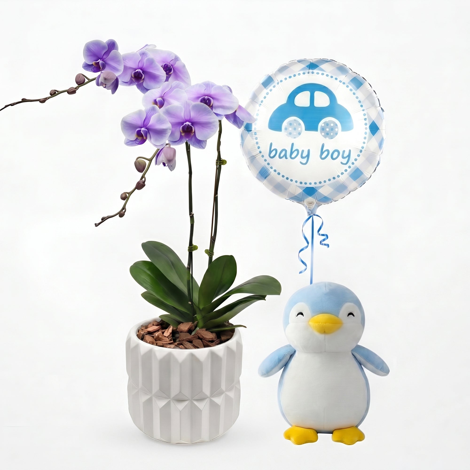 Bambino-orchid