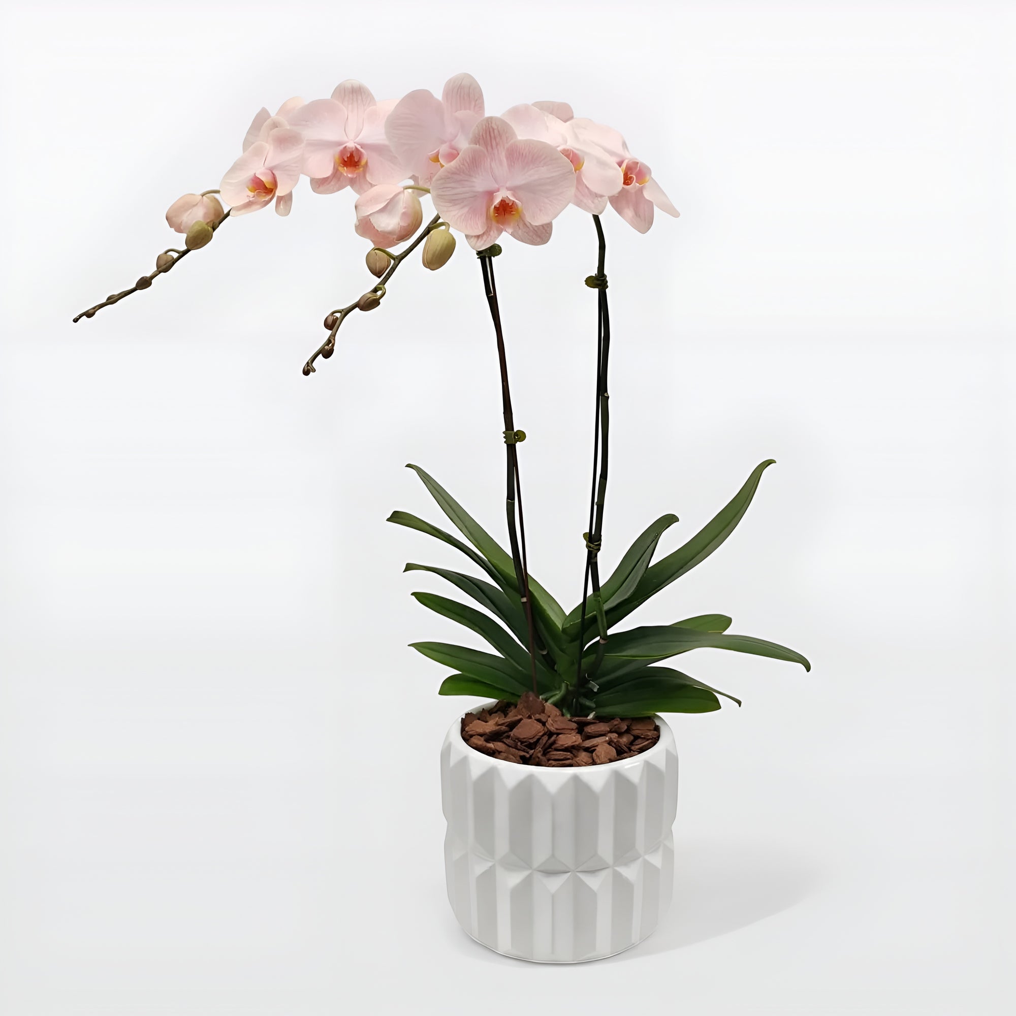Blushing Orchids