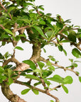 Bonsai Carmona