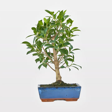 Bonsai Retusa
