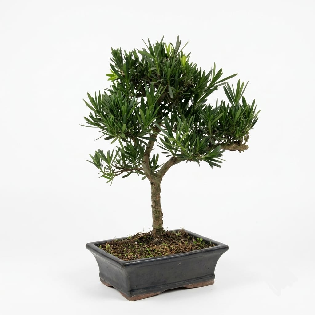 Bonsai Podocarpus