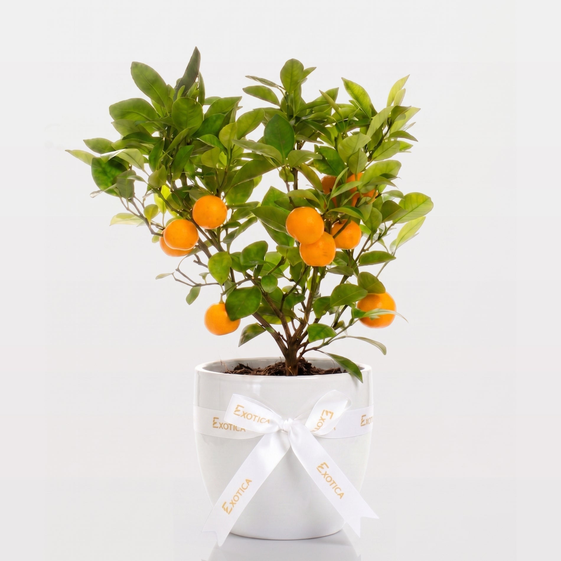 Citrus Blossom