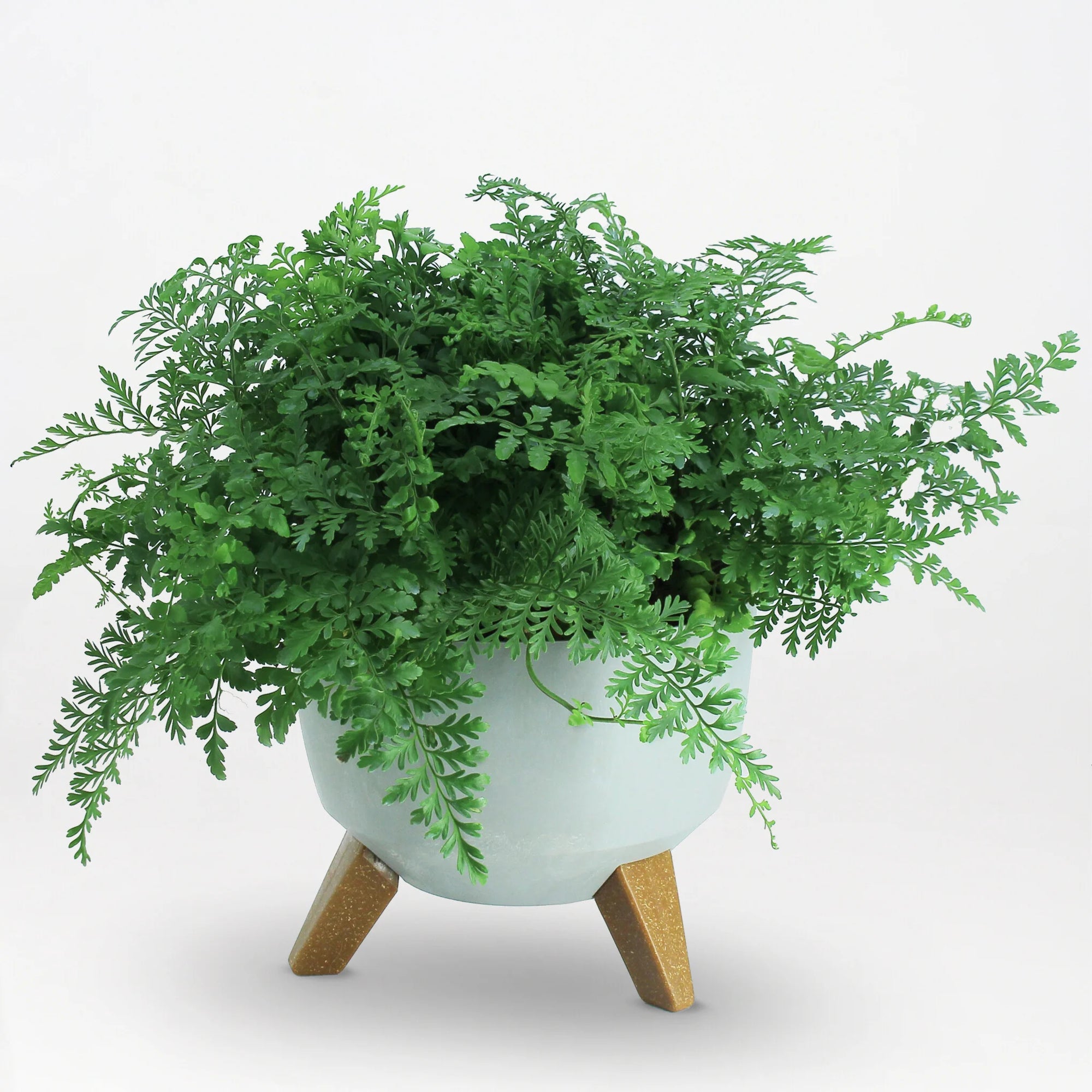 Forest Cloud Fern