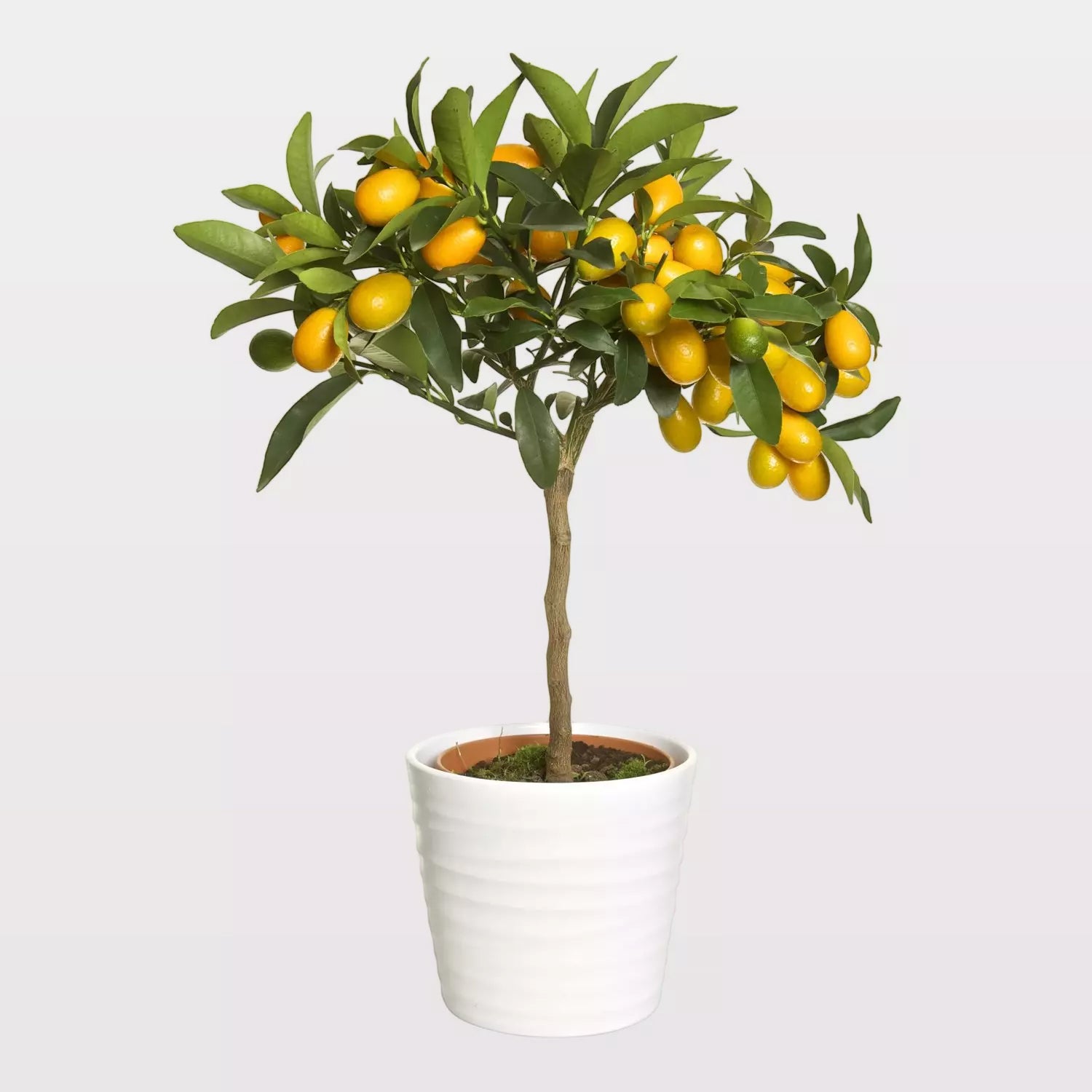 Golden Orange
