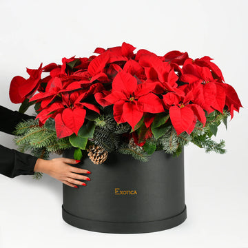 Grand Christmas Star