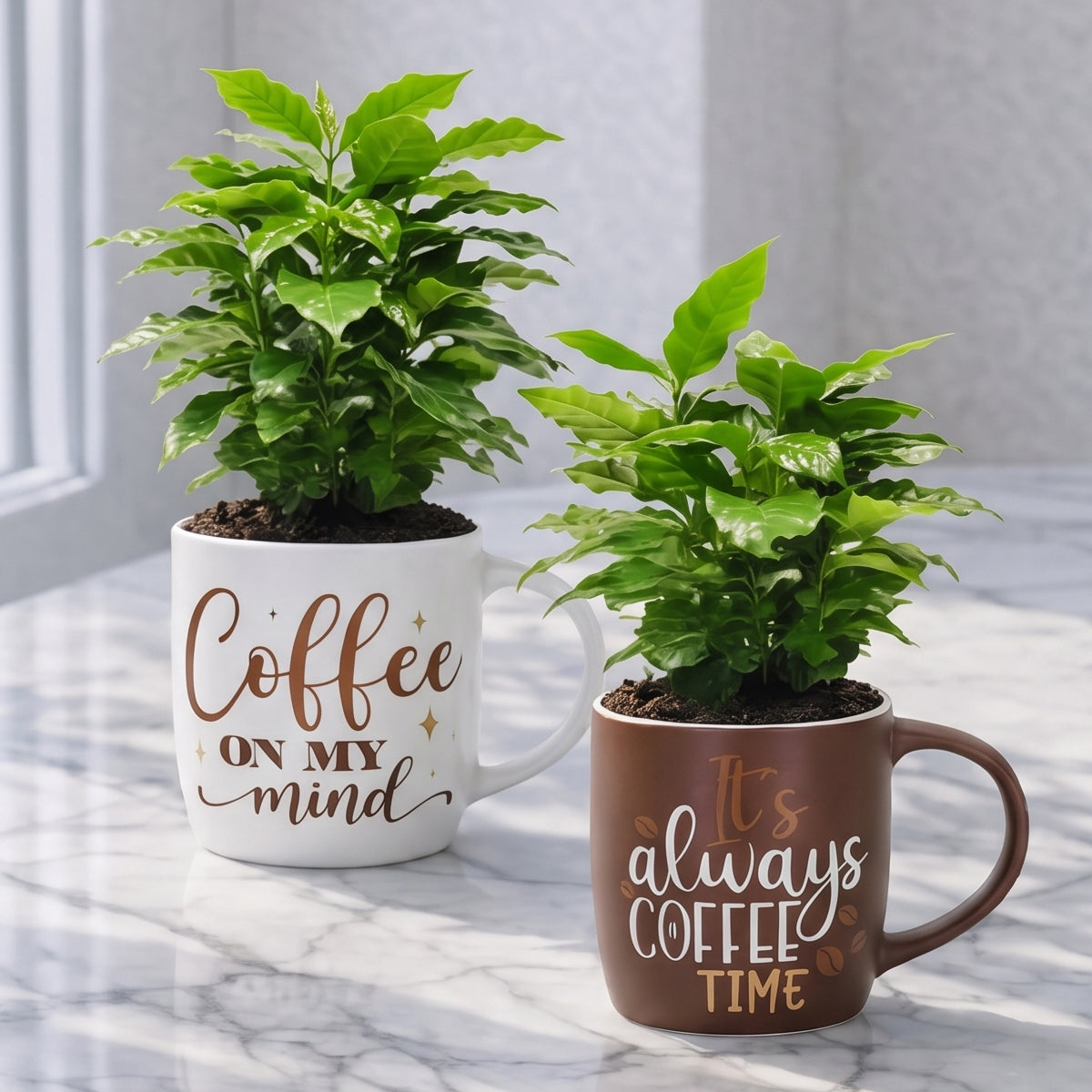 Morning Coffee