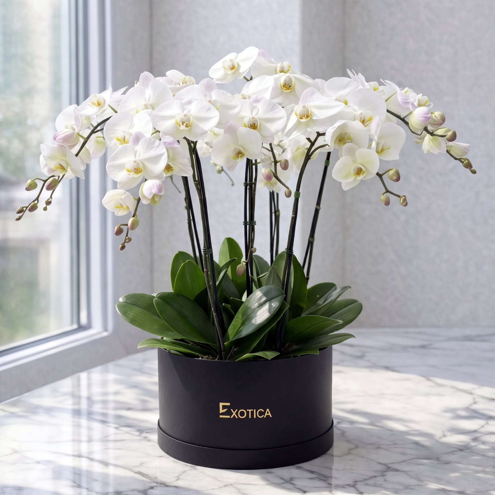 Shining Orchids