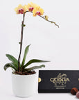 Sweet Orchid