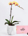 Sweet Orchid