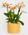 Little Orchids