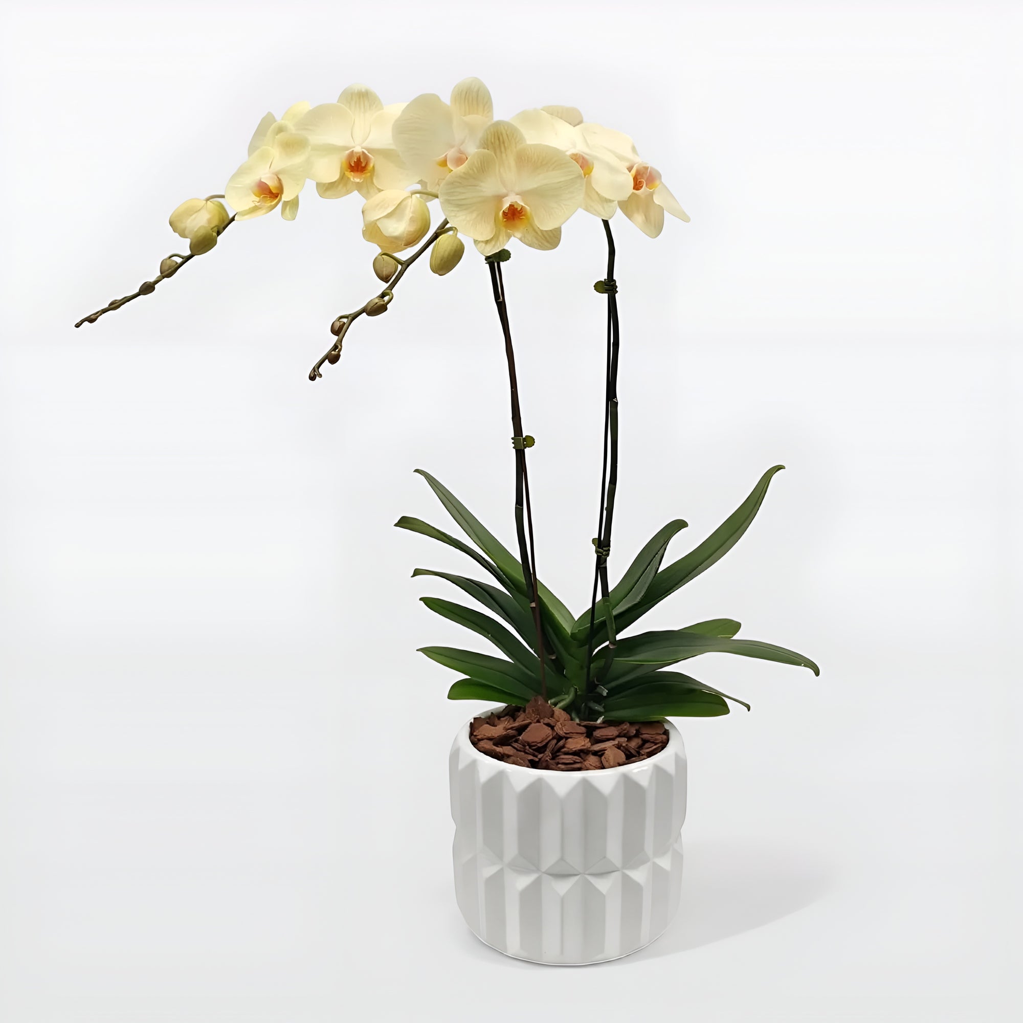 Lush Orchids