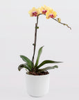 Mango Orchid