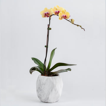 Mango Orchid